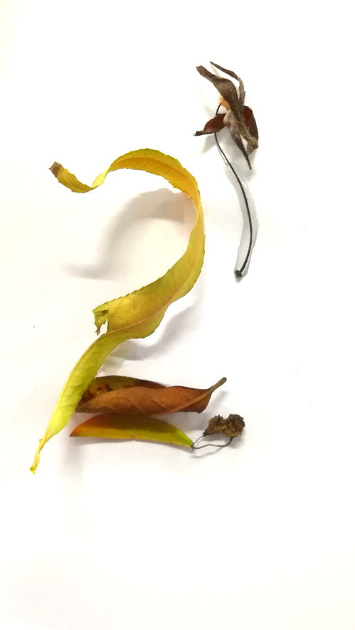 數(shù)字設(shè)計(jì)與多媒體制作 融合創(chuàng)意與技術(shù)的藝術(shù)新領(lǐng)域